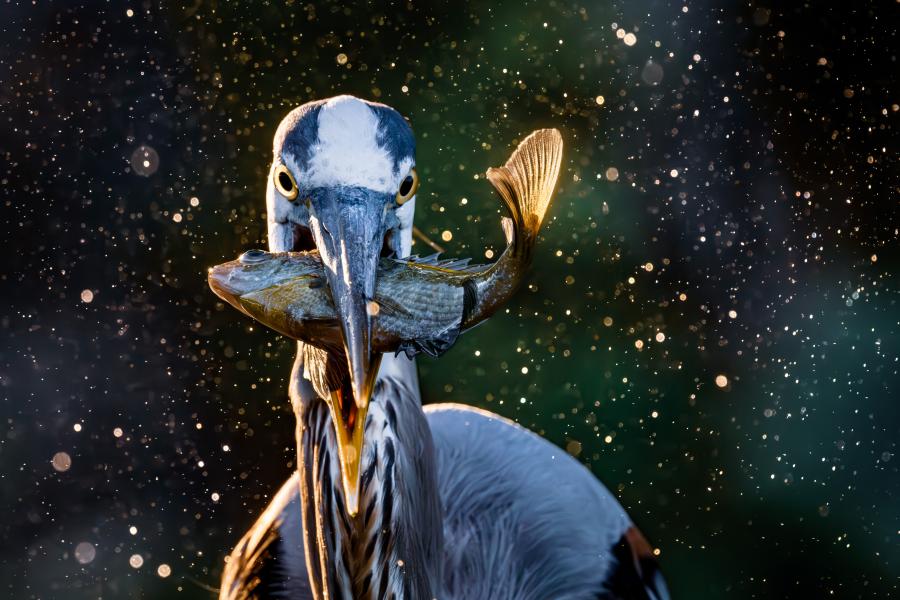 © Christopher Baker, United States, Shortlist, Open Competition, Natural World & Wildlife, 2025 Sony World Photography Awards