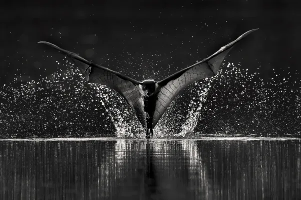 Bat Dips in Water