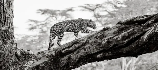 Mundo Natural e Vida Selvagem